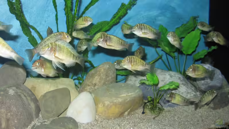Besatz im Aquarium Becken 26227 von Jens Ullrich (9)