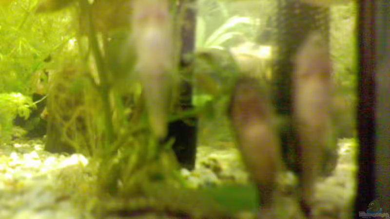 Besatz im Aquarium Becken 2628 von Katharina Busch (10)