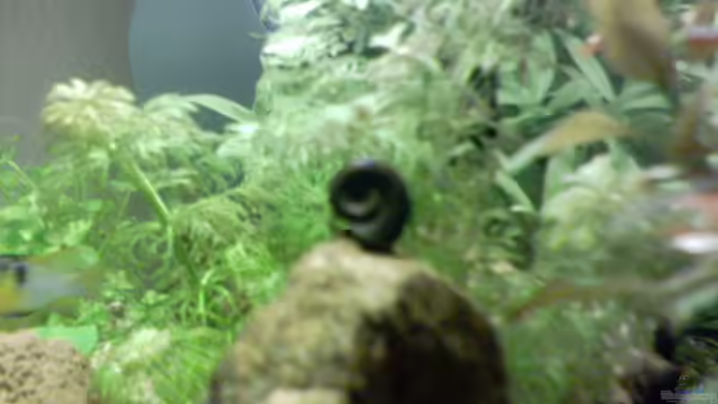 Besatz im Aquarium Becken 2628 von Katharina Busch (11)