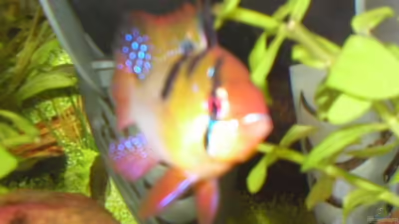 Besatz im Aquarium Becken 2628 von Katharina Busch (13)