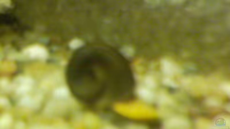 Besatz im Aquarium Becken 2628 von Katharina Busch (9)