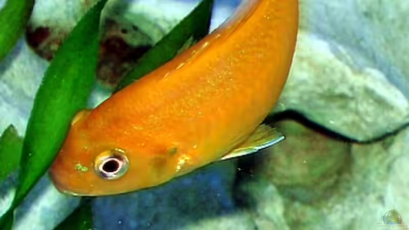 Besatz im Aquarium Becken 2635 von Nikola Balov (11)