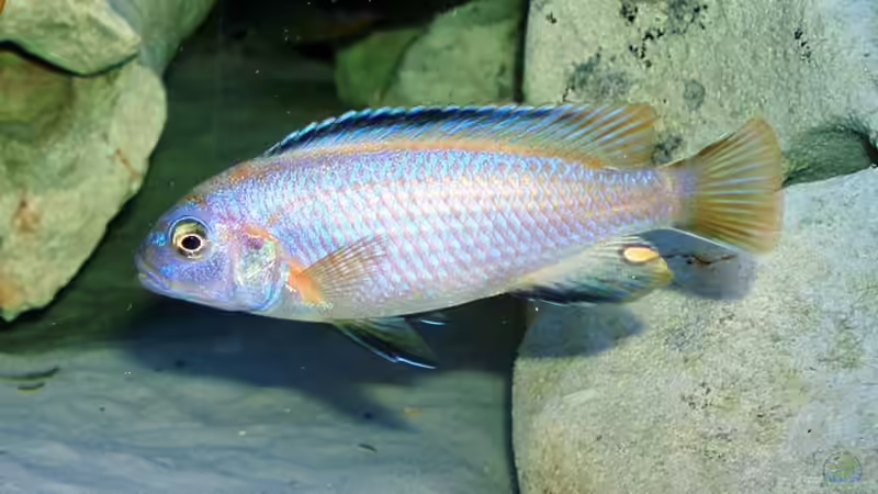 Besatz im Aquarium Becken 2635 von Nikola Balov (12)