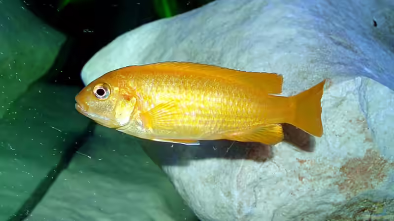 Besatz im Aquarium Becken 2635 von Nikola Balov (13)