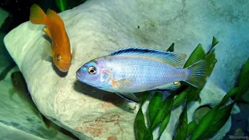 Besatz im Aquarium Becken 2635 von Nikola Balov (14)