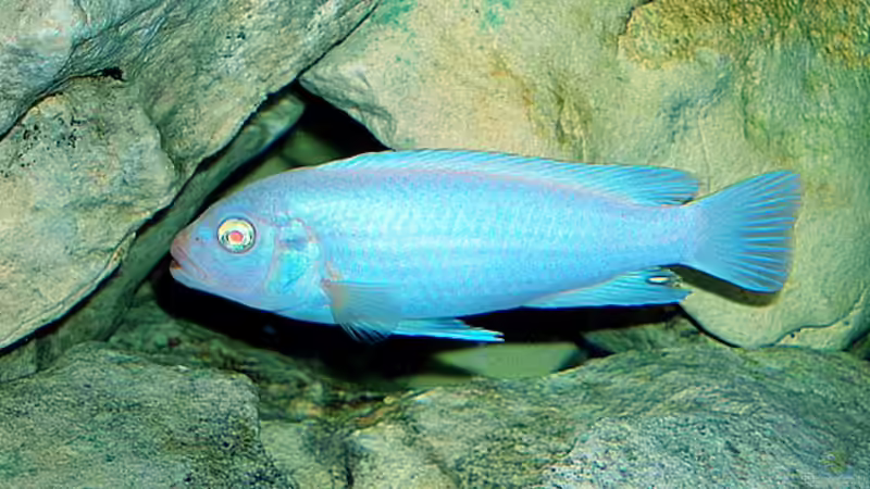 Besatz im Aquarium Becken 2635 von Nikola Balov (16)