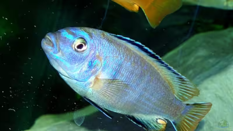 Besatz im Aquarium Becken 2635 von Nikola Balov (18)