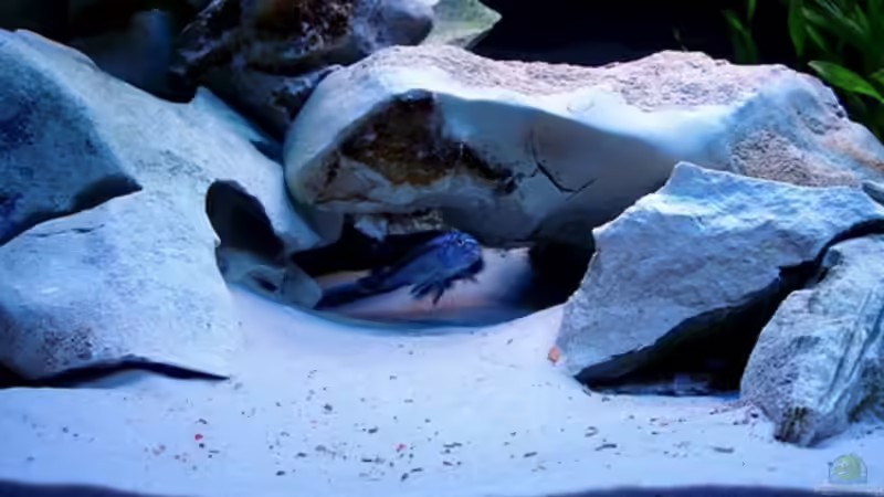 Besatz im Aquarium Becken 2635 von Nikola Balov (5)