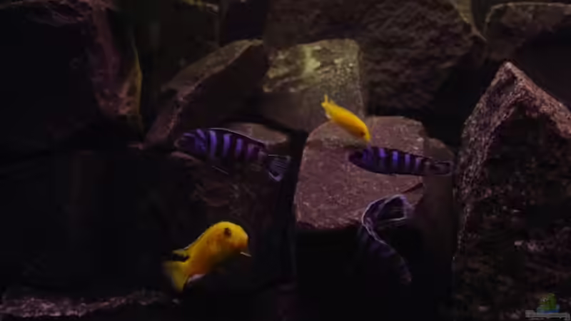 Besatz im Aquarium Becken 2636 von Daniel Kronmüller (18)