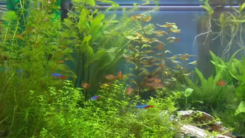 Besatz im Aquarium Becken 2638 von Daniel Raasch (16)