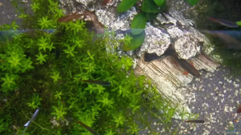 Besatz im Aquarium Becken 2638 von Daniel Raasch (17)