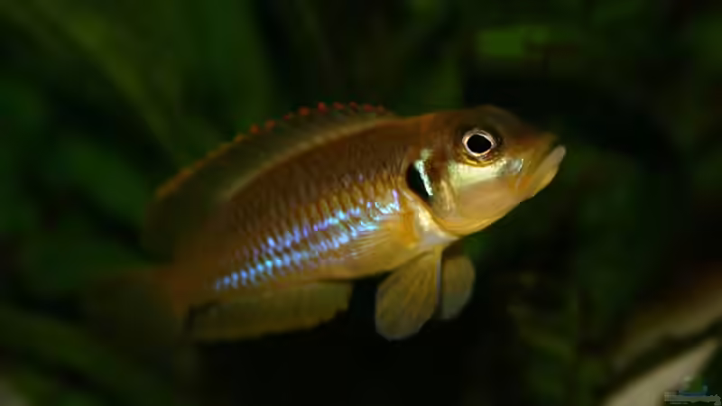 Besatz im Aquarium Becken 264 von Stefan Kellner (5)