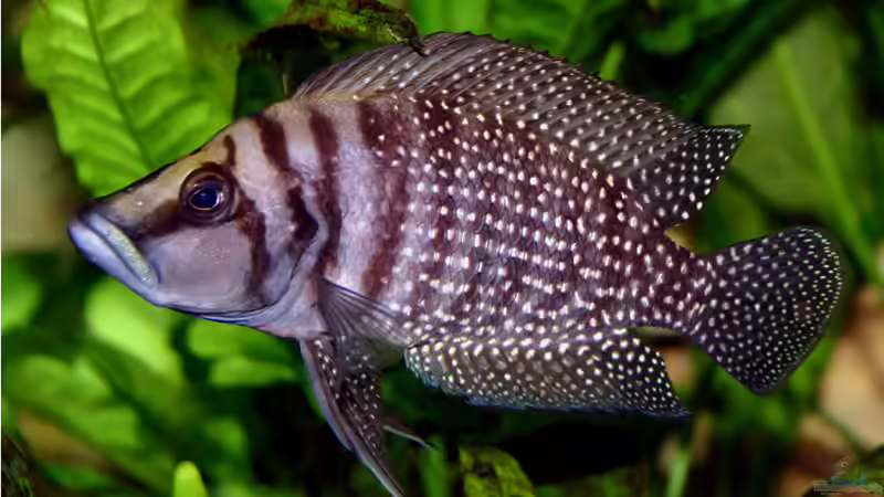 Besatz im Aquarium Becken 264 von Stefan Kellner (6)