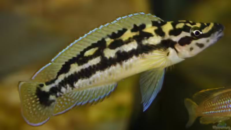 Besatz im Aquarium Becken 264 von Stefan Kellner (8)