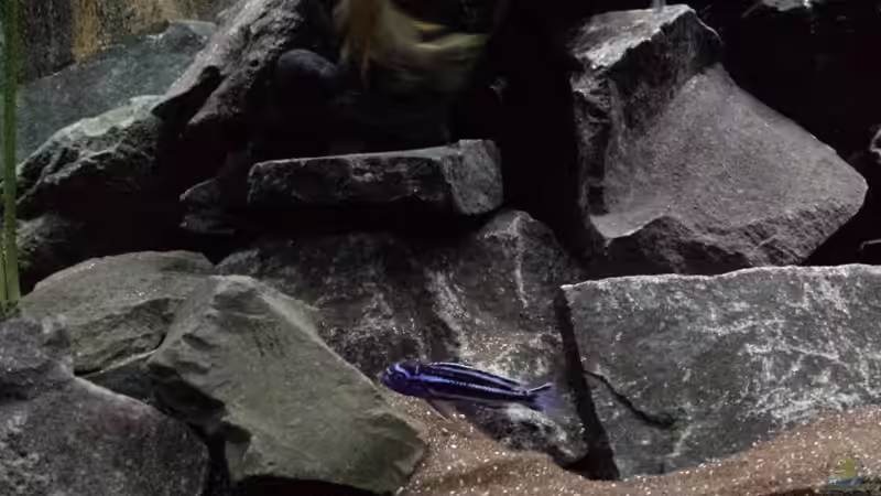 Besatz im Aquarium Becken 26401 von malawiwilly (6)