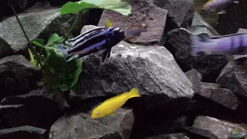 Besatz im Aquarium Becken 26401 von malawiwilly (7)