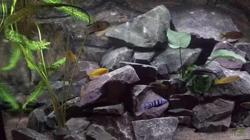 Besatz im Aquarium Becken 26401 von malawiwilly (8)