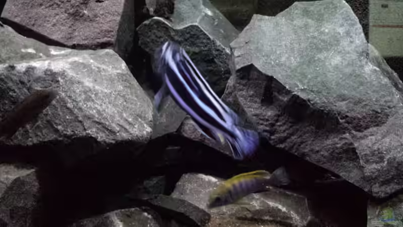 Besatz im Aquarium Becken 26401 von malawiwilly (9)