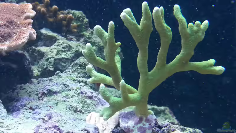 Besatz im Aquarium Becken 26483 von urbi (104)