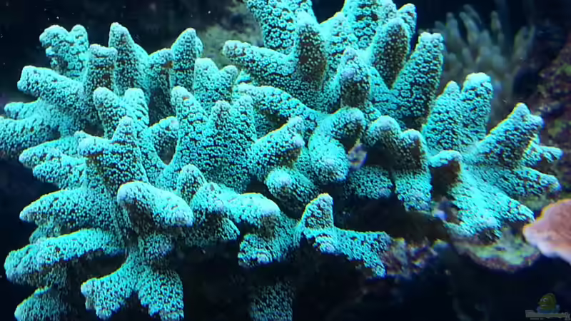 Besatz im Aquarium Becken 26483 von urbi (110)