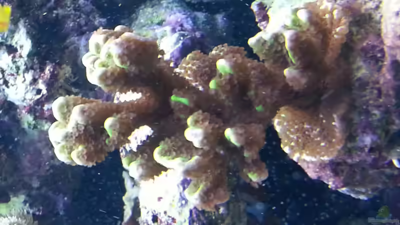 Besatz im Aquarium Becken 26483 von urbi (119)