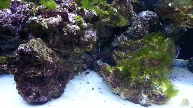 Besatz im Aquarium Becken 26483 von urbi (79)