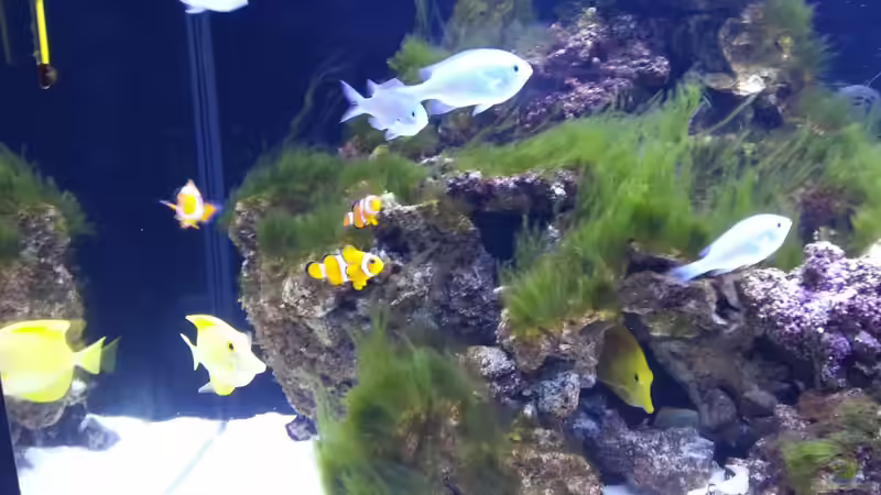 Besatz im Aquarium Becken 26483 von urbi (81)
