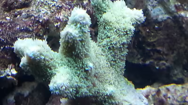 Besatz im Aquarium Becken 26483 von urbi (88)