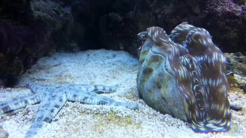 Besatz im Aquarium Becken 26483 von urbi (89)