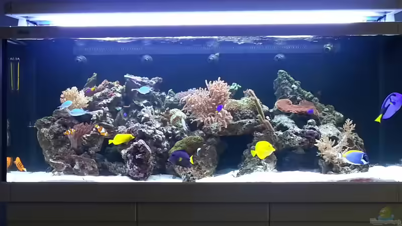 Besatz im Aquarium Becken 26483 von urbi (95)