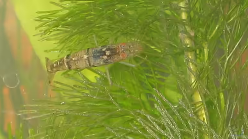 Besatz im Aquarium Becken 2650 von Sabine Kainz (15)