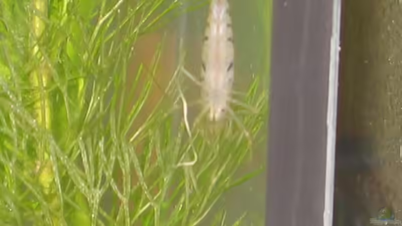 Besatz im Aquarium Becken 2650 von Sabine Kainz (17)