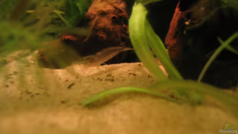 Besatz im Aquarium Becken 2650 von Sabine Kainz (18)