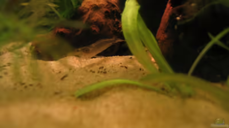 Besatz im Aquarium Becken 2650 von Sabine Kainz (19)