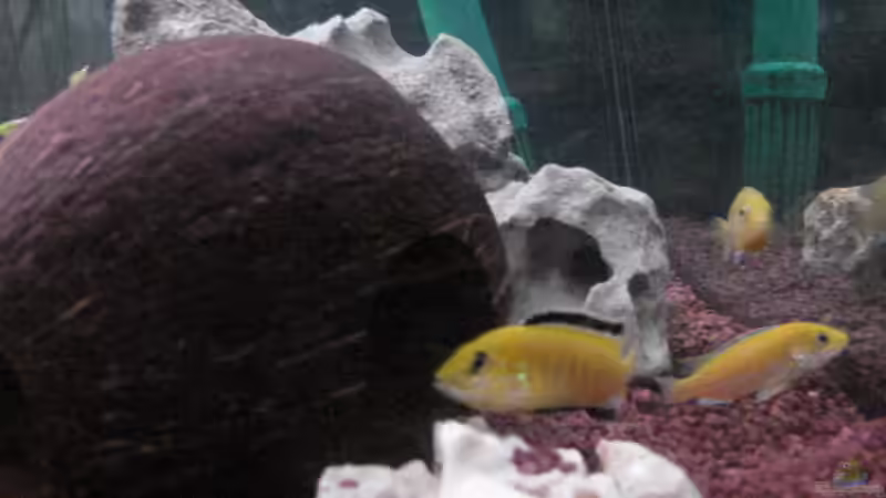 Besatz im Aquarium Becken 2651 von Markus Kump (4)