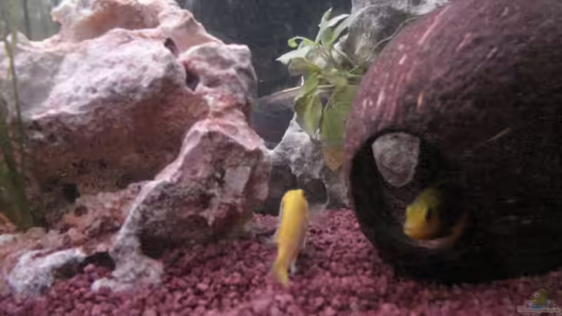 Besatz im Aquarium Becken 2651 von Markus Kump (5)