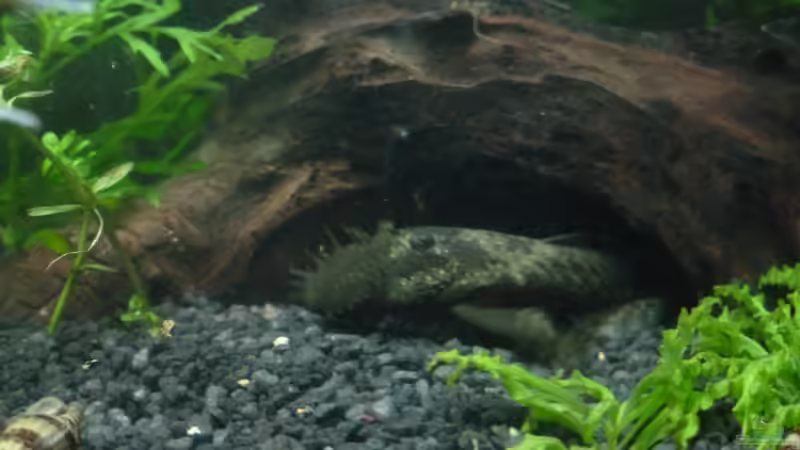 Besatz im Aquarium Becken 26559 von AquaNRW (19)