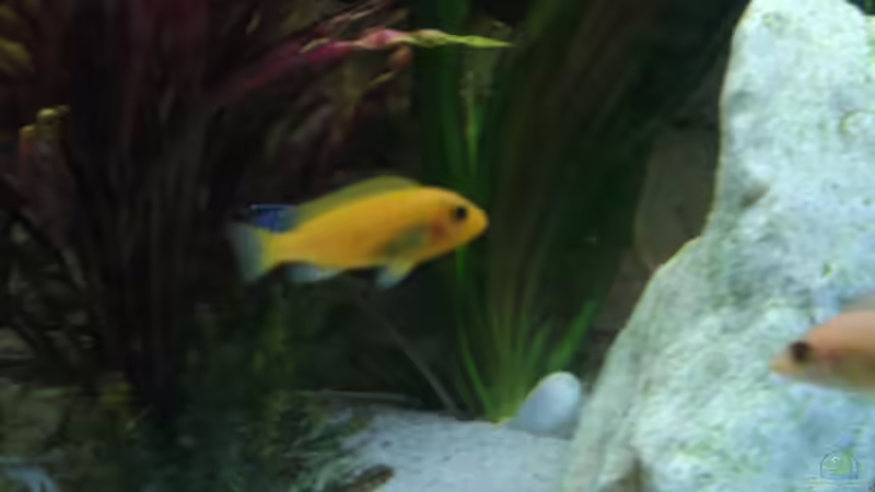 Besatz im Aquarium Becken 26600 von Waldemar Oswald (16)