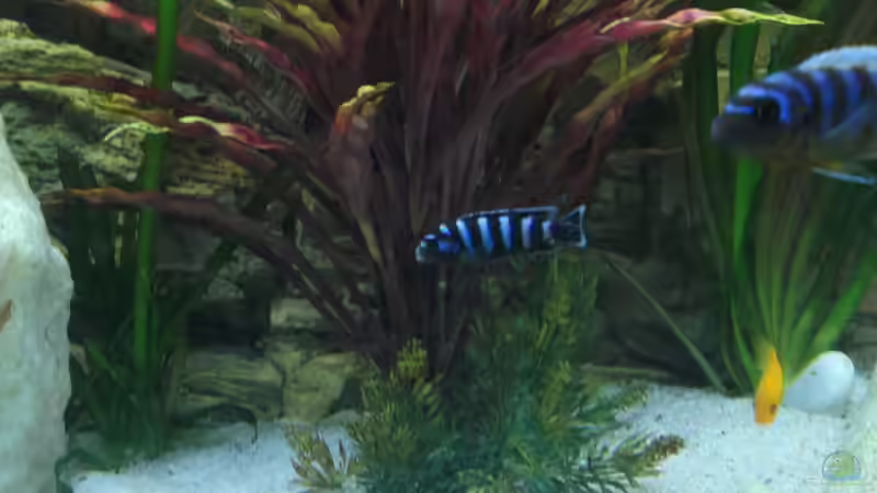 Besatz im Aquarium Becken 26600 von Waldemar Oswald (17)