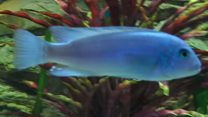 Besatz im Aquarium Becken 26600 von Waldemar Oswald (18)