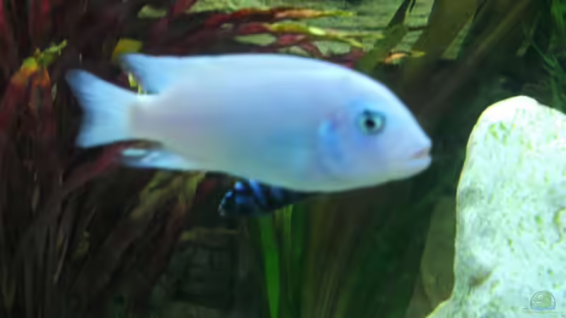 Besatz im Aquarium Becken 26600 von Waldemar Oswald (19)