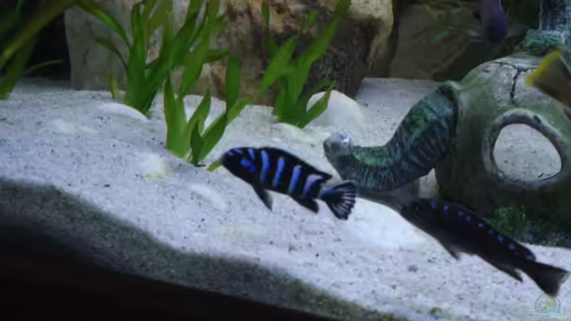 Besatz im Aquarium Becken 26600 von Waldemar Oswald (21)