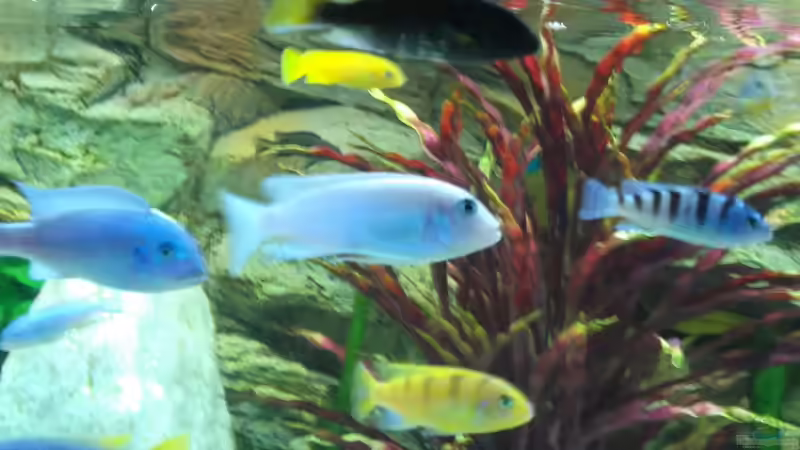 Besatz im Aquarium Becken 26600 von Waldemar Oswald (22)