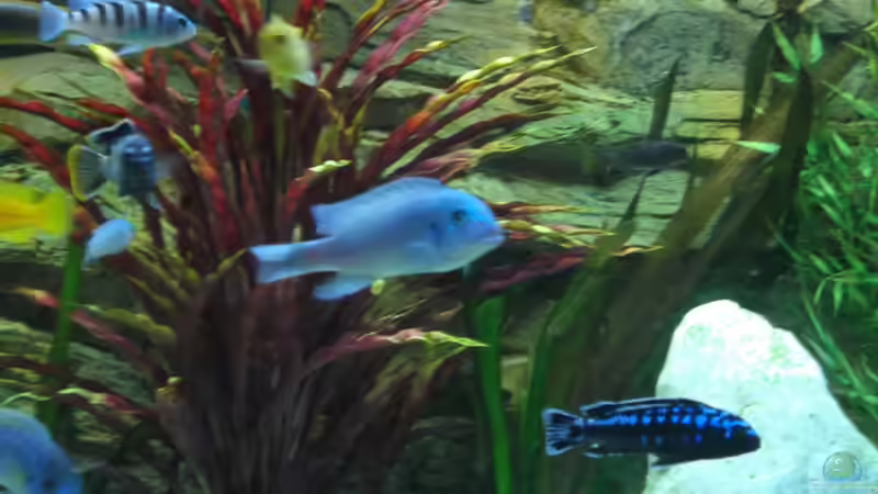 Besatz im Aquarium Becken 26600 von Waldemar Oswald (23)