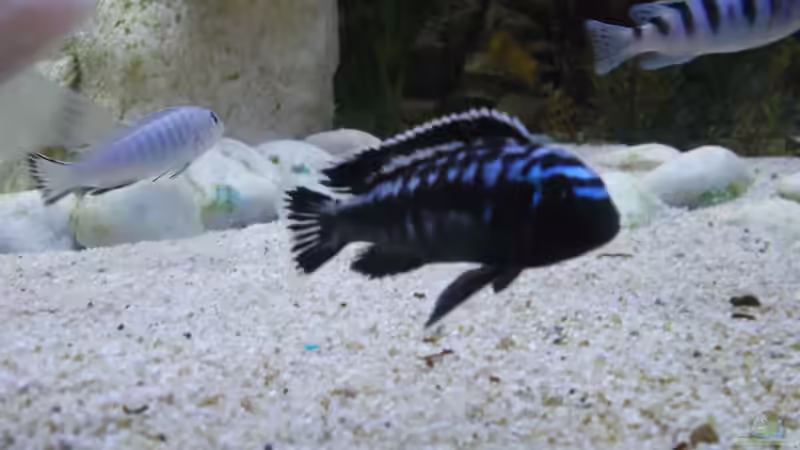 Besatz im Aquarium Becken 26600 von Waldemar Oswald (26)