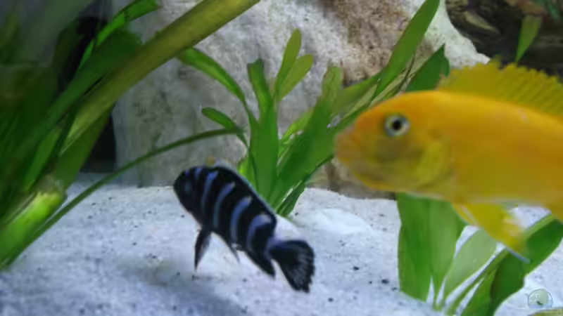 Besatz im Aquarium Becken 26600 von Waldemar Oswald (27)