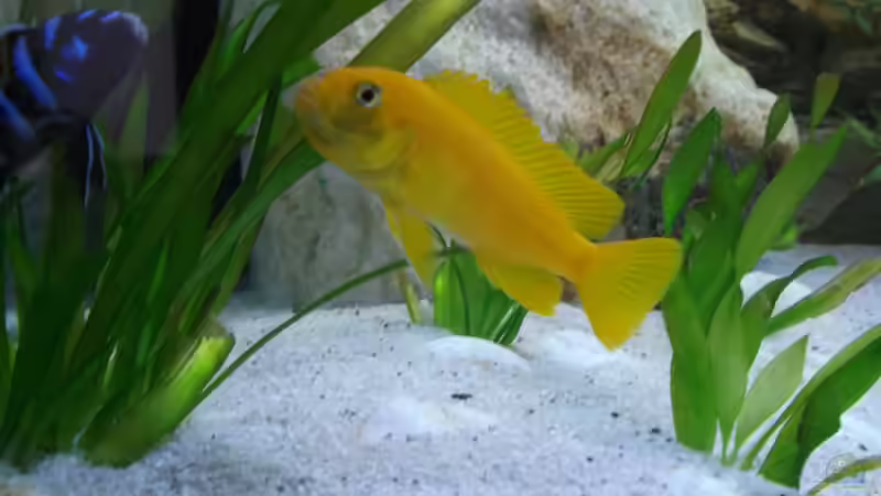 Besatz im Aquarium Becken 26600 von Waldemar Oswald (28)