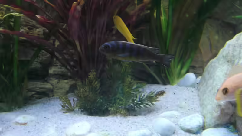 Besatz im Aquarium Becken 26600 von Waldemar Oswald (29)