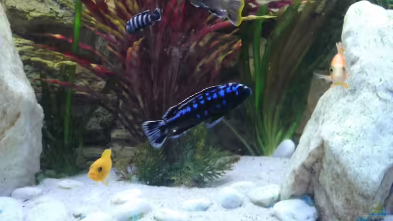 Besatz im Aquarium Becken 26600 von Waldemar Oswald (30)