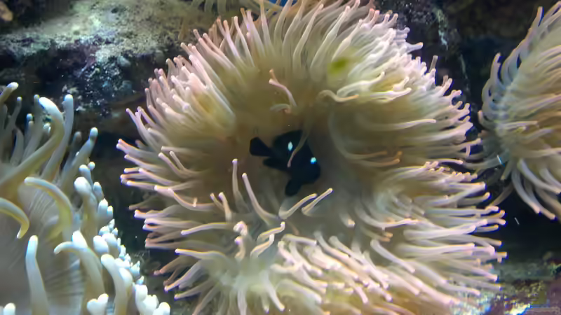 Besatz im Aquarium Becken 2664 von Thomas38 (10)